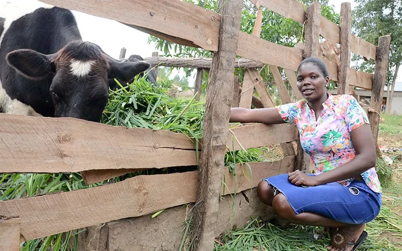 Happy lady feeding a freshian cow 