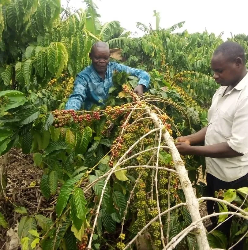 Two happy men harvesting coffee 