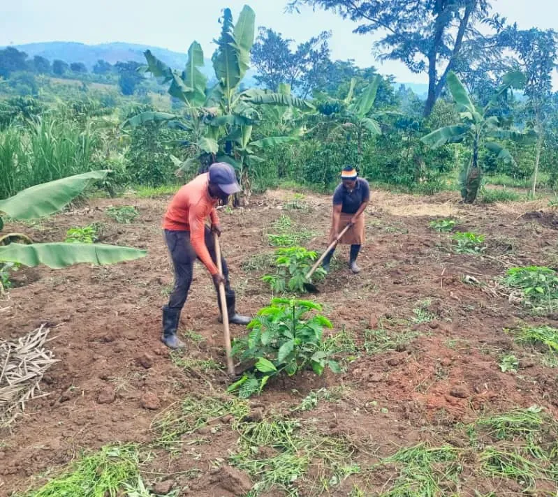 a couple cultivating coffee farm