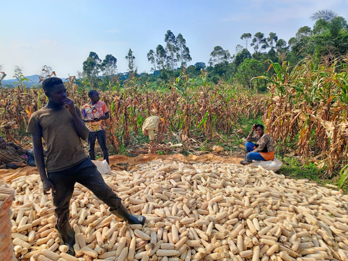 youth harvesting maize 