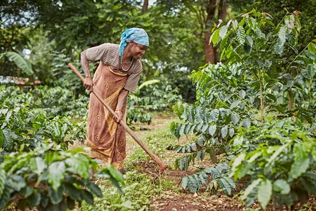 An eldery woman cultivating land in village