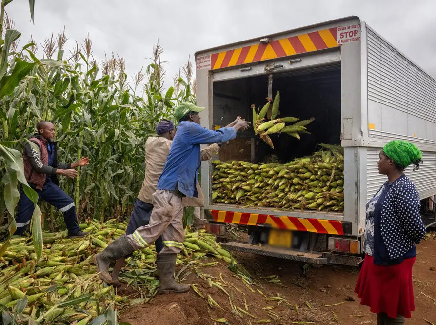 Farmers loading maize in a truck