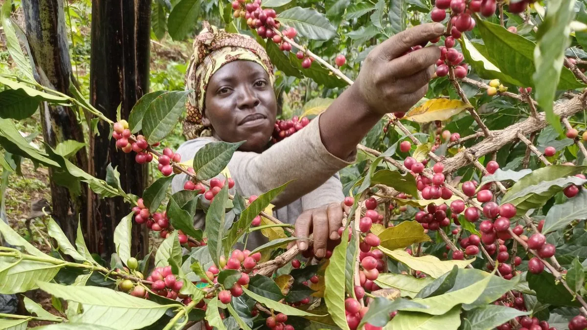 A village lady harvesting coffee in nakaseke