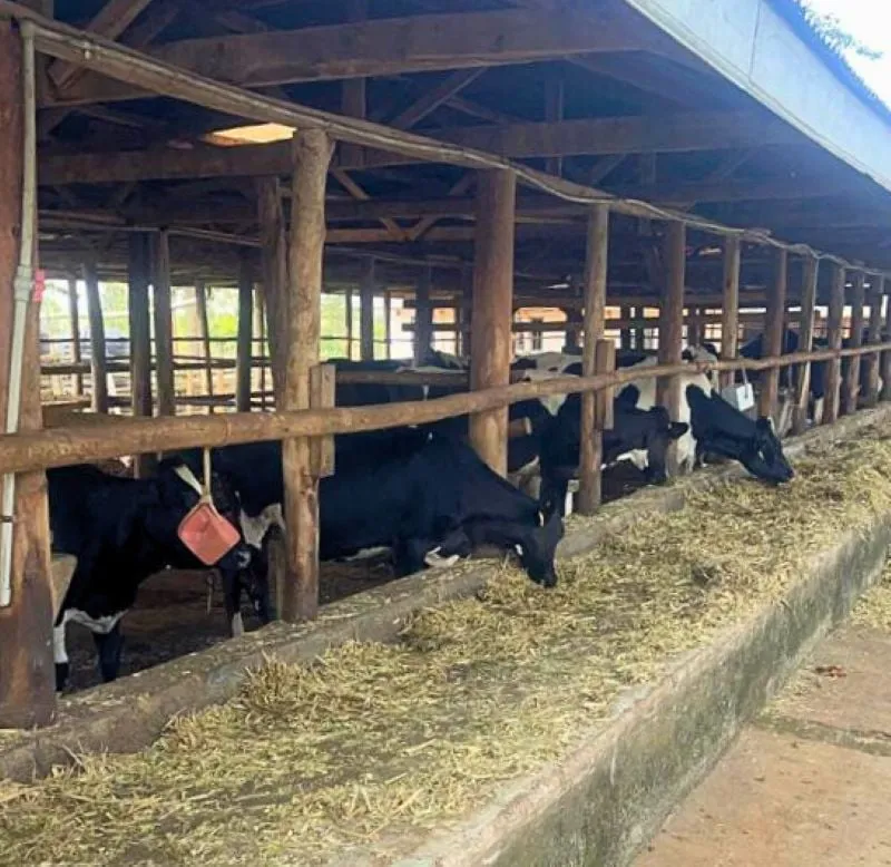  herd of freshian cows feeding