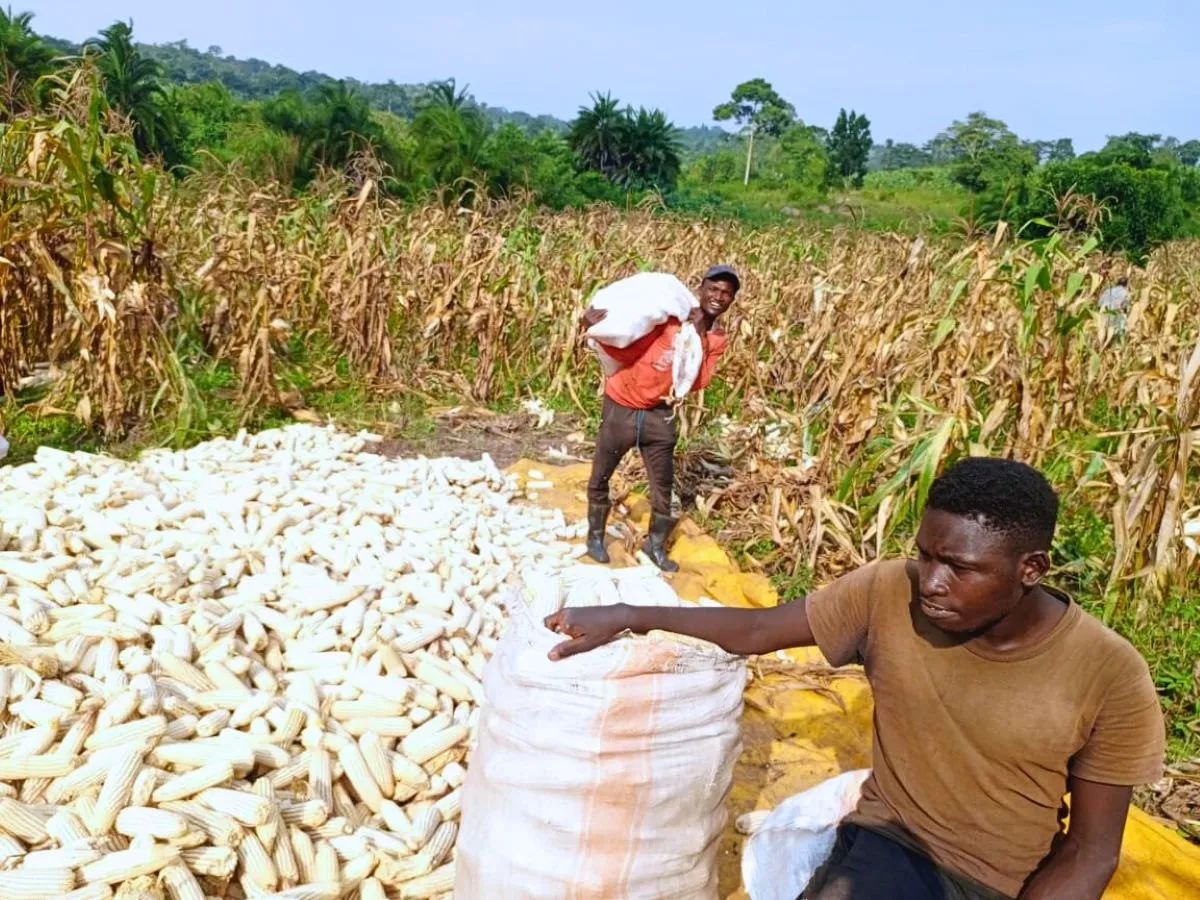 Youth harvesting maize